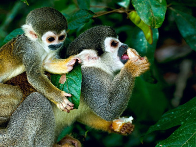 Squirrel Monkey in Amazon rainforest