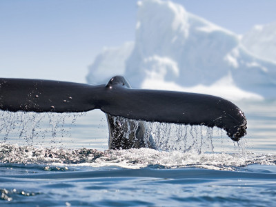 Antarctica Tour
