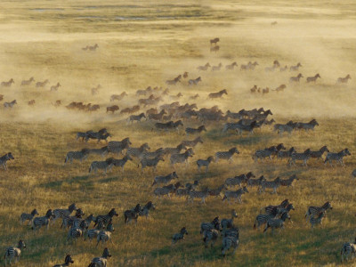 Zebra migration at hotel Planet Baobab in Kalahari Salt Pans, Botswanna