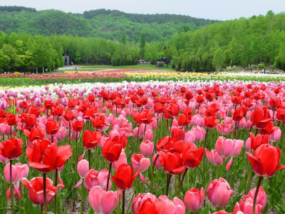 Enchanting Travels Japan Tours Sapporo - tulips blooming on Takino suzuran hillside park in may