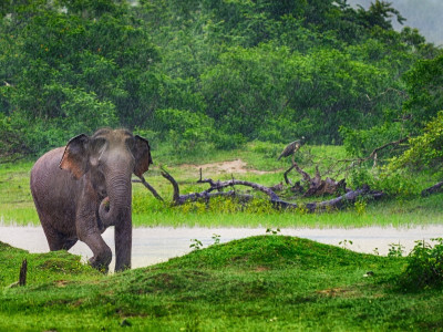 Sri Lanka Regenzeit: Elefant in sattgrüner Landschaft