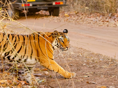 The Royal Bengal Tiger has 21 Unique Facts Which You Must Know