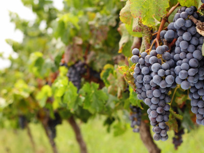 Plantations and Vineyards