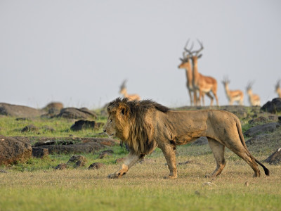Simbabwe Luxussafari – Abenteuer Wildnis