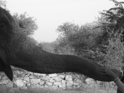Enjoying an Elephant Experience in Jaipur