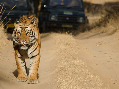 Safari in India: Meet the Royal Bengal Tiger