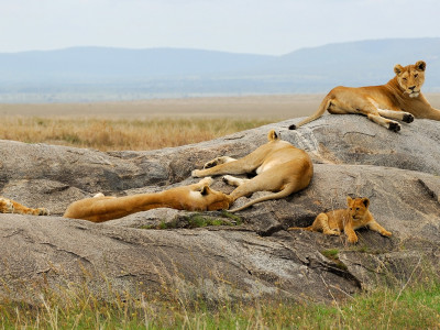 Lioness with cub are resting on the rocks - Kenya: best places to visit in 2019