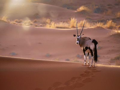 Namibia Highlights – im Land der rauen Schönheit