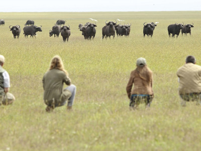 OPBC-walking-safari-animals
