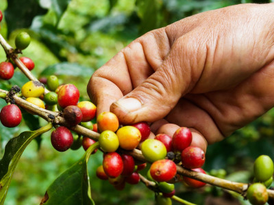 Coffee bean, Ecuador, South America