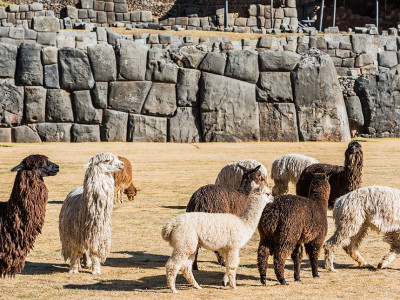 Machu Picchu Tour