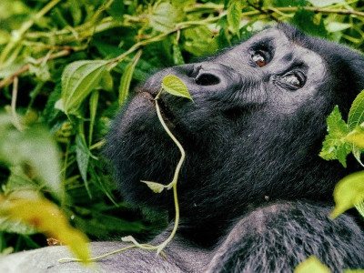 Rwanda Gorillas
