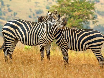 Rwanda Tour