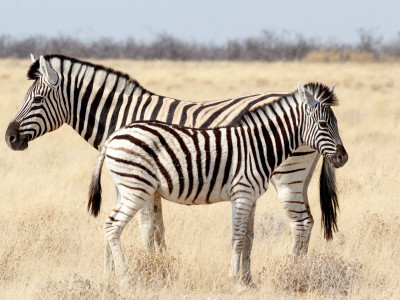 Enchanting Travels - Namibia Tours -Serra Cafema-Zebra foal with mother in african bush