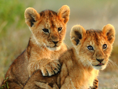 Two lion cubs play in Arusha National Park in Tanzania, East Africa
