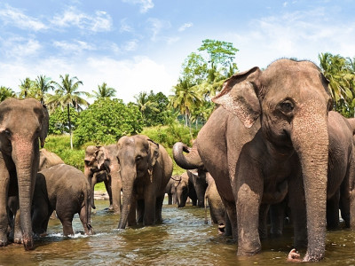 Security in Sri Lanka