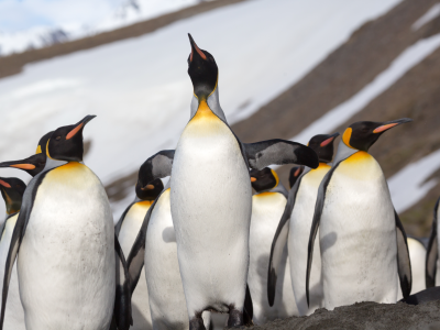 Our Pick: Five Luxury Wildlife Cruises