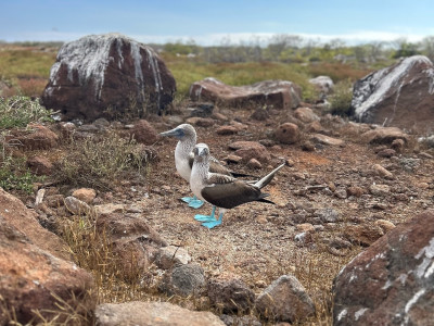 Swoop into Avian Paradise: Top Bird Watching Destinations in Latin America