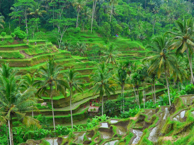 a close up of a lush green forest