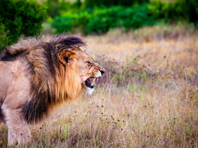 a lion in a grassy field