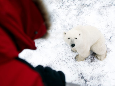 A polar bear sitting on a snow covered place in the Canadian Tundra