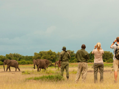 a herd of elephants walking across a grass covered field