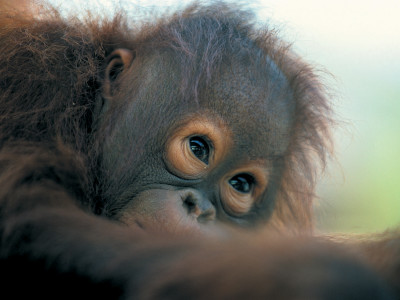 a close up of an animal