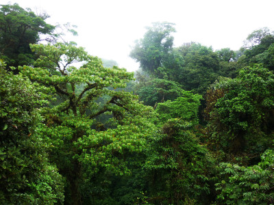 a large tree in a forest