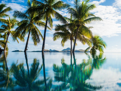 a palm tree next to a body of water