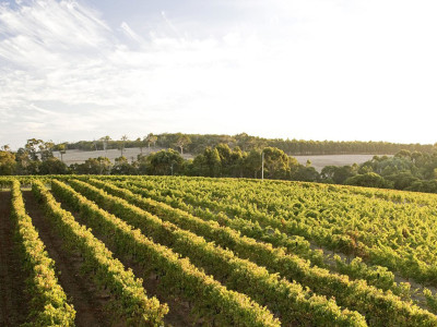 Margaret River vineyard