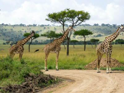 Masai Mara National Reserve, Kenya