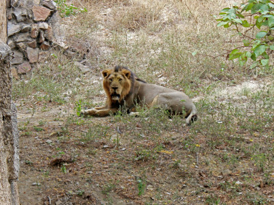 Gir National Park Private Tour