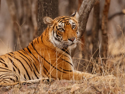 Bengal Tiger, India
