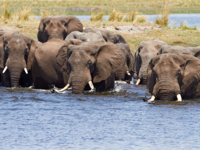 Elephants in Chobe River, Botswana, Africa