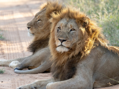 Lions in Kruger National Park