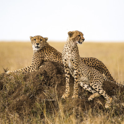 Cheetahs resting on the rock in Serengeti National Park, Tanzania, Africa