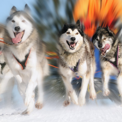 Close up of Sledge Dogs racing in Alaska