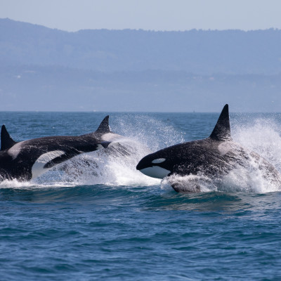 Gruppe von Orcas vor der Küste von Vancouver Kanada