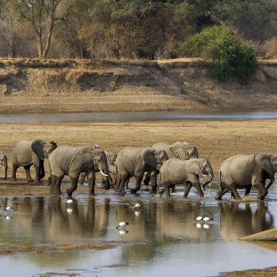 Elephant herd crossing Luangwa river in Zambia, in sepia, Africa