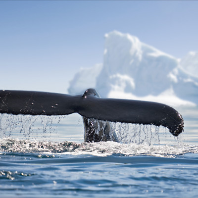 Antarctica
