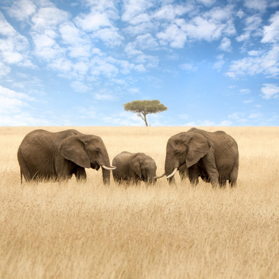 Luxury Kenya: Walking Safaris and Beaches