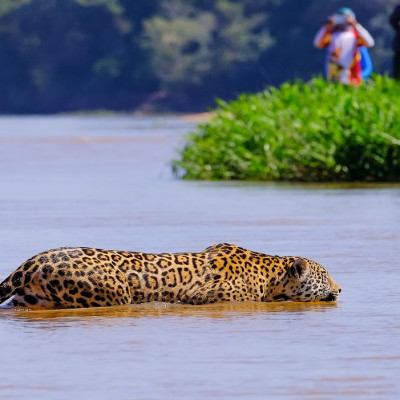 Enchanting Travels Brazil Tours Jaguar, Panthera Onca, Female, observed by unrecognizable tourists crossing Cuiaba River, Pantanal, Mato Grosso do Sul, Brazil, South America