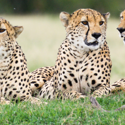 Three male cheetahs Ol Pejeta