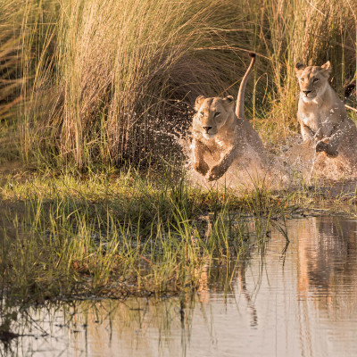 Simbabwes Westen und Botswana: Safaris und einzigartige Wasserwelten