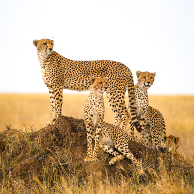 Group of Cheetah Serengeti National Park Tanzania Safari