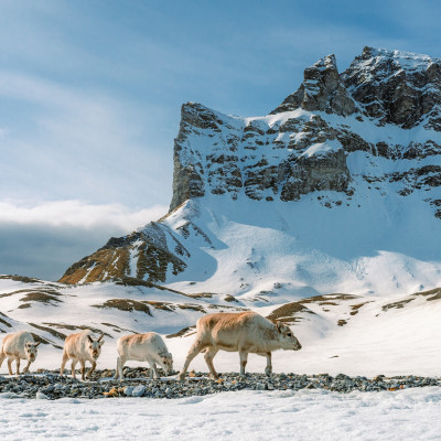 Ultimative Arktis-Reise: von Spitzbergen nach Island