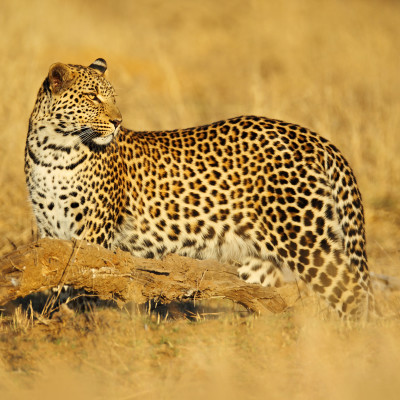 Roadtrip: von den Victoriafällen zum Okavango-Delta