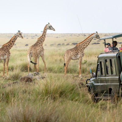 Giraffes herd in savannah, Kenya, Africa