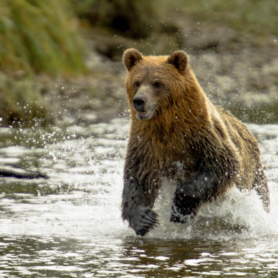 Canada Road Trip: Rocky Mountains and Bear Lodge