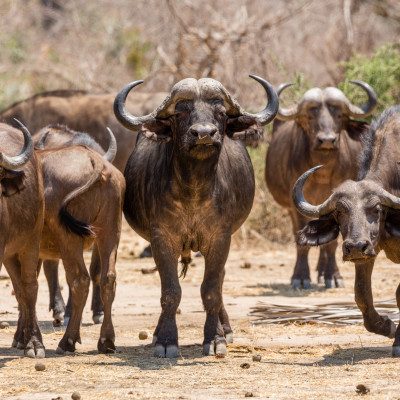 Botswana Highlights and Western Zimbabwe